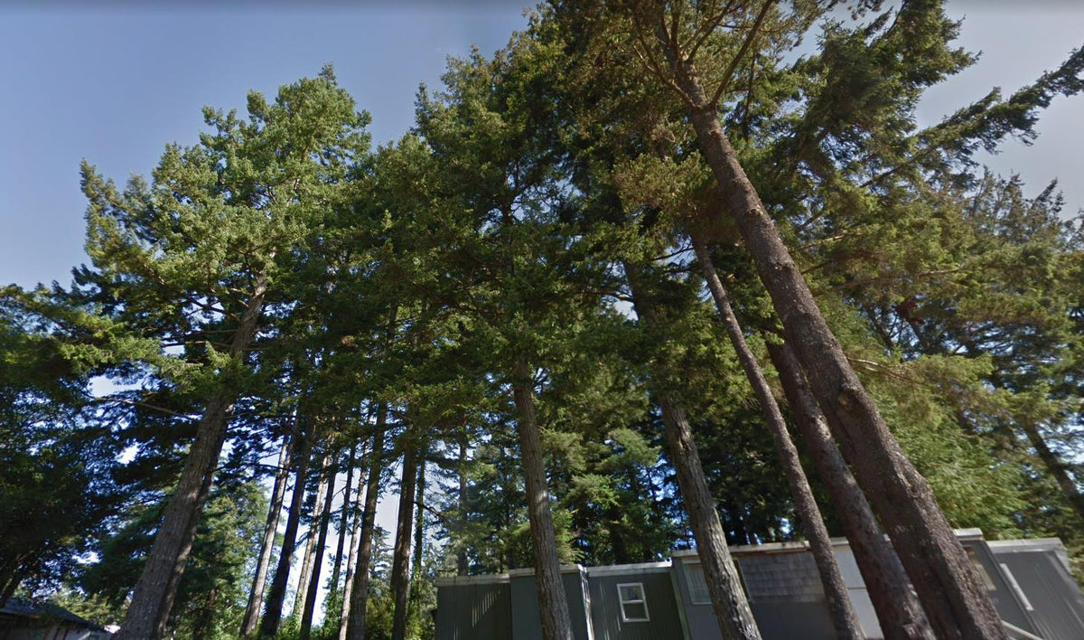 Big Spruce Commonwealth Real Estate Services